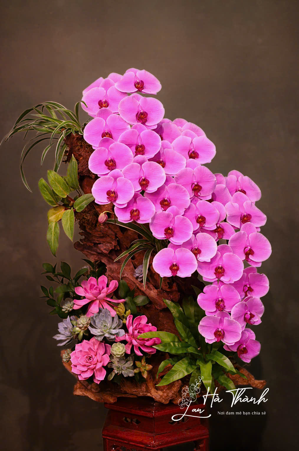 Chậu Lan Hồ Điệp Tiểu Cảnh Hoa Đại Màu Hồng – Vẻ Đẹp Sang Trọng Từ Lan Hà Thành